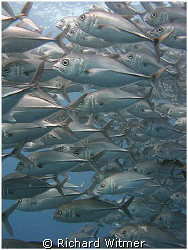 Jacked up!  Famous swirling school of jacks at Tulamben, ... by Richard Witmer 